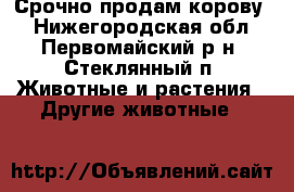 Срочно продам корову  - Нижегородская обл., Первомайский р-н, Стеклянный п. Животные и растения » Другие животные   